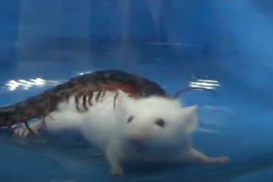 Watch Centipede Rapidly Attack Kunming Mouse