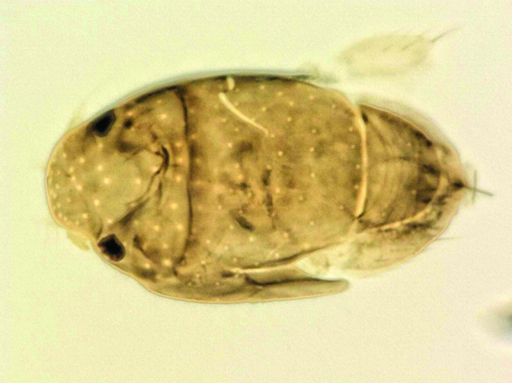 Photomicrograph of M. arnoldi