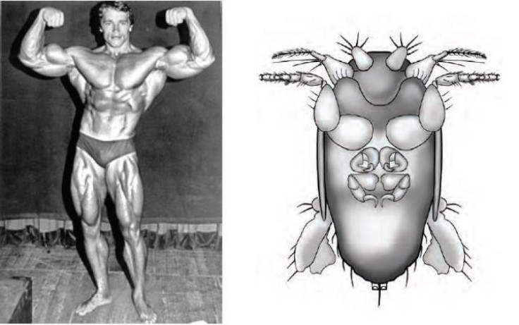 Arnold Schwarzenegger and the New Fly Species M. arnoldi