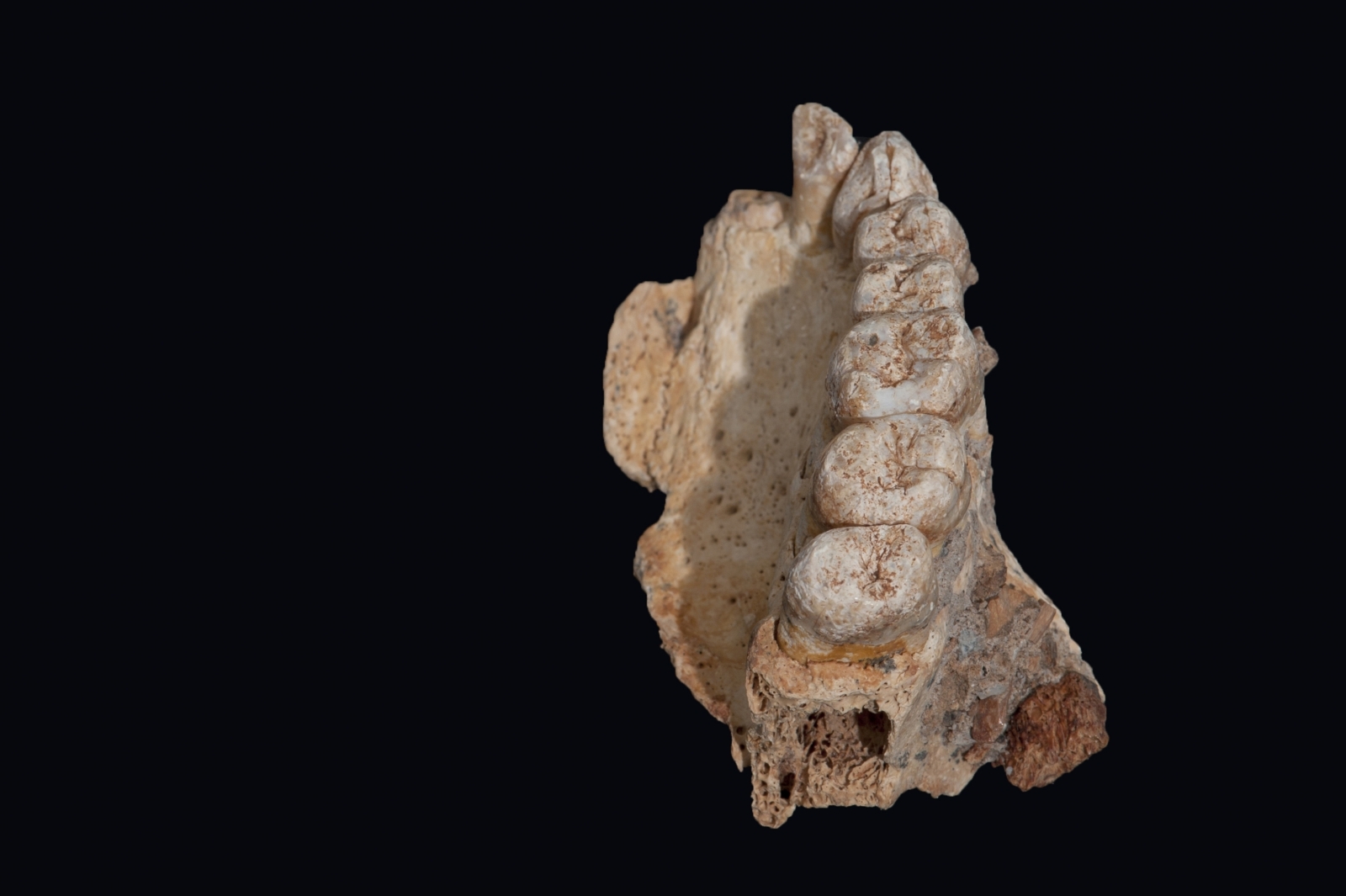 Oldest human fossil found in Israel rewrites history of modern human ...