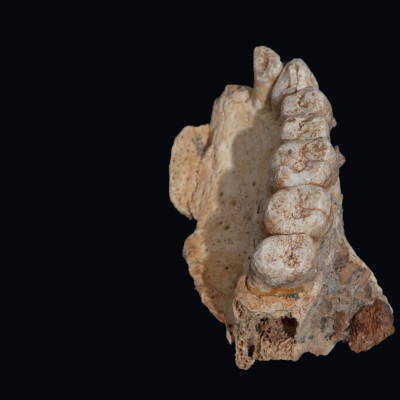 Misliya fossils 