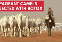 12-camels-disqualified-from-beauty-contest-for-receiving-botox-injections 12-camels-disqualified-from-beauty-contest-for-receiving-botox-injections