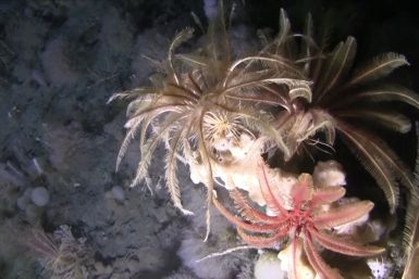 Watch First-Ever Footage of the Antarctic Seafloor 