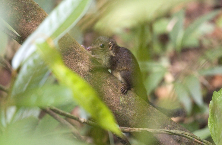 Common treeshrew