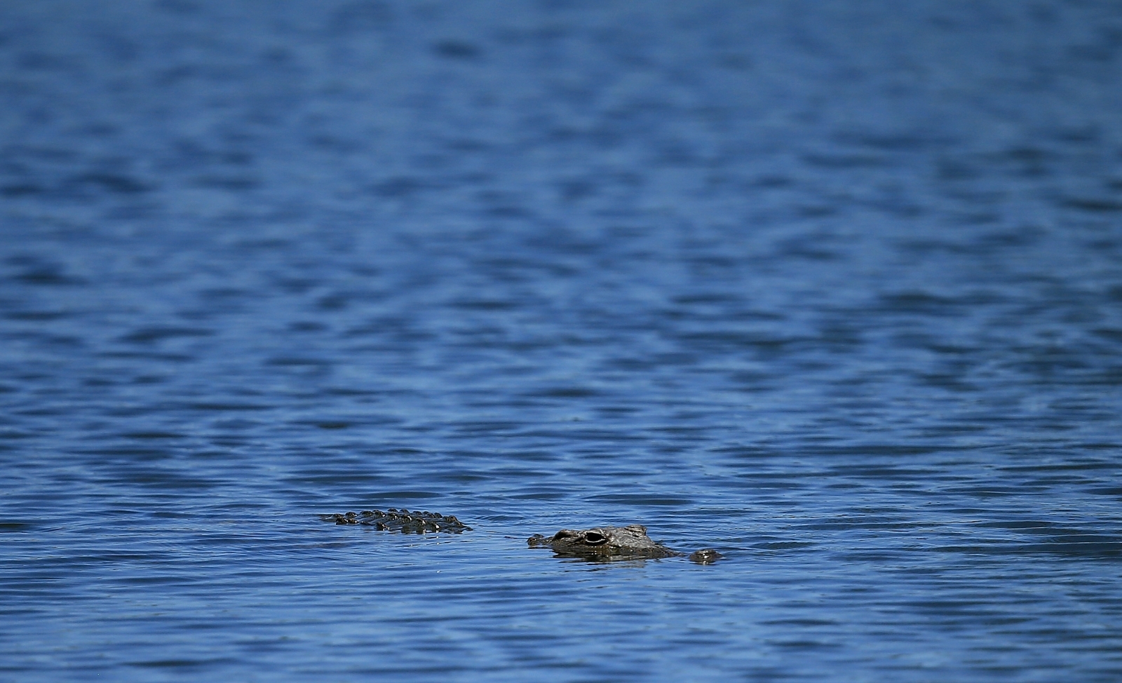 Crocodile