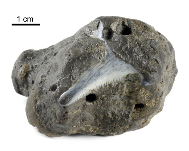 coprilite with embedded shark tooth
