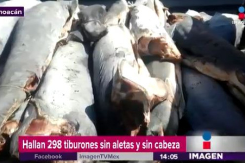 300 dead sharks