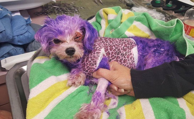 Owners dye dog's fur purple