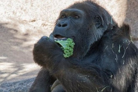 Gorilla dies aged 60