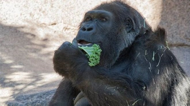 Gorilla dies aged 60