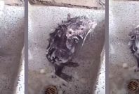 rat video rat video