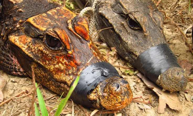 Orange crocodiles Gabon