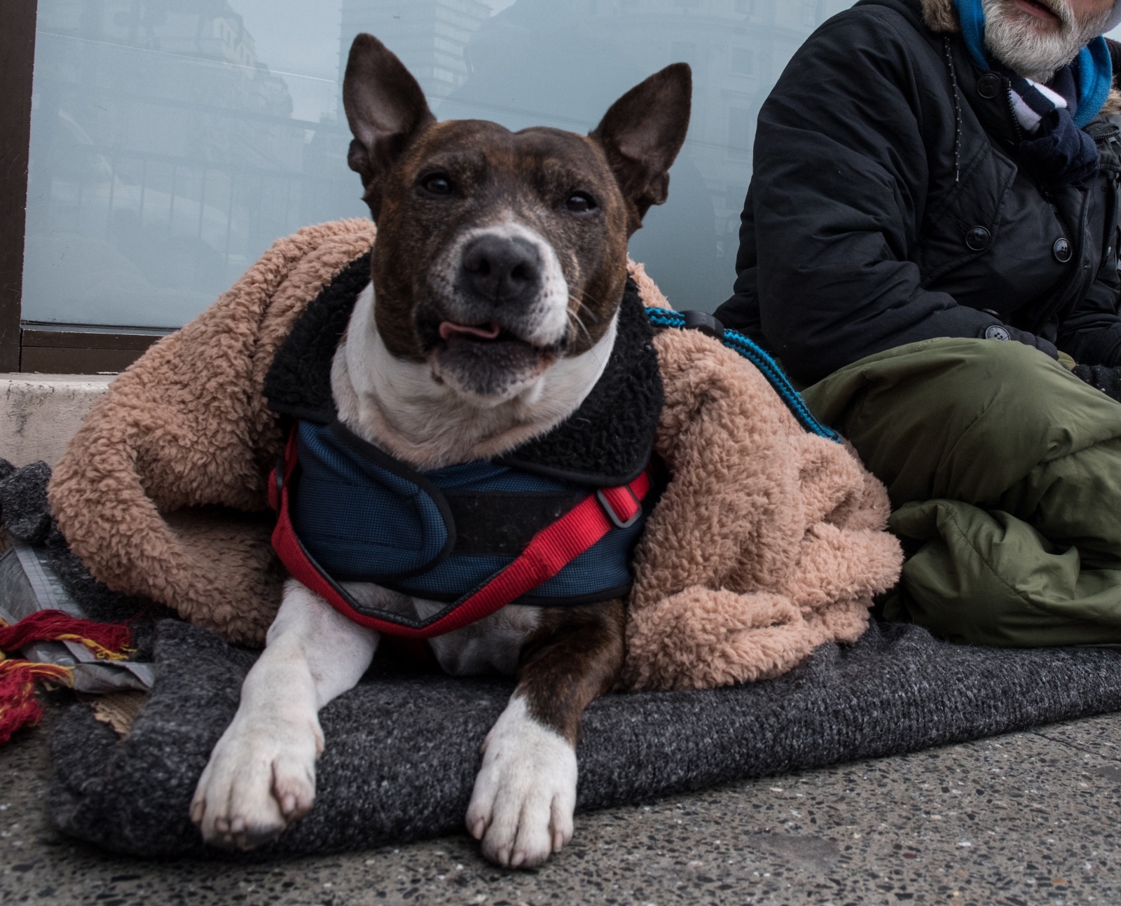 A homeless man and his dog A homeless man and his dog
