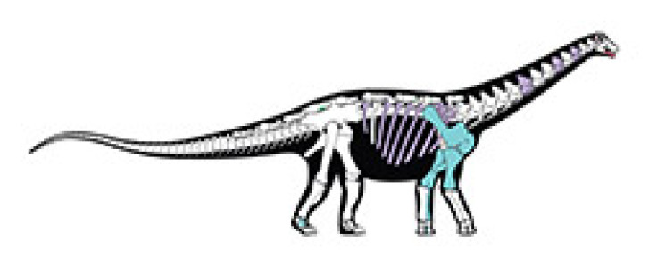 80 million year old dinosaur Mansourasaurus