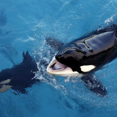 Wikie the killer whale