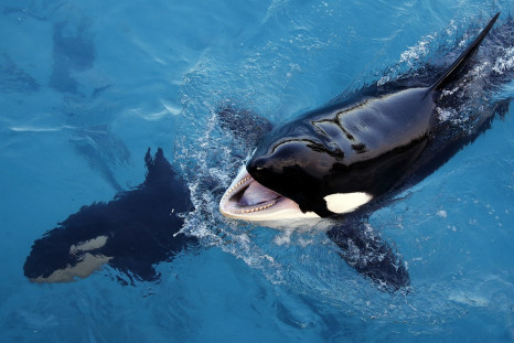 Wikie the killer whale