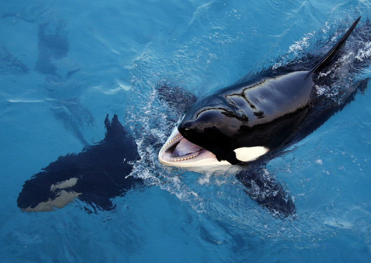 Wikie the killer whale