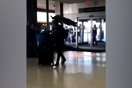 Woman Tries to Board United Flight With Peacock as Comfort Animal