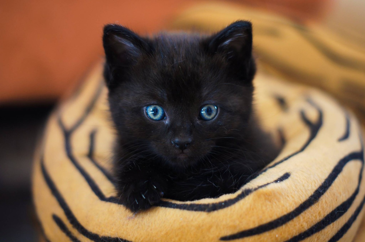 how-long-do-black-cats-live-what-is-their-average-lifespan