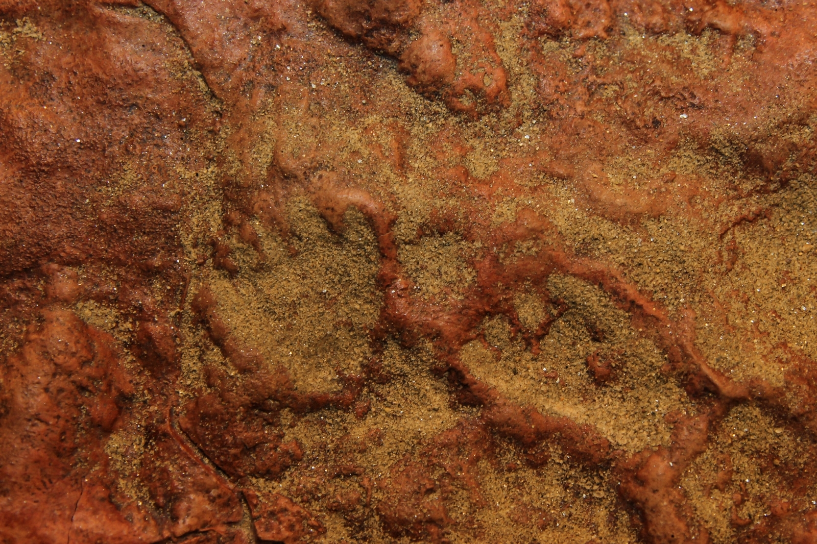 100-million-year old dinosaur tracks