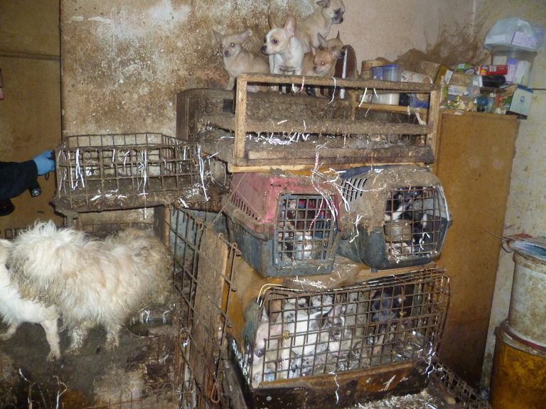 212 abused dogs rescued from Czech puppy mill