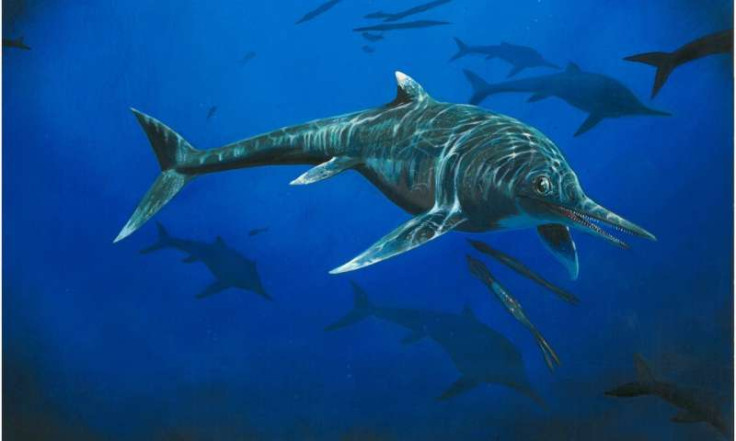 Ichthyosaur fossil