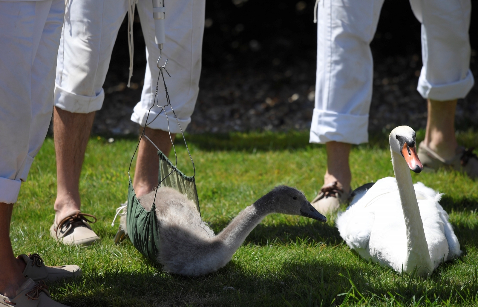 Swan upping. Seven Swans. Swan upping (third week of July. Flock of Swans.