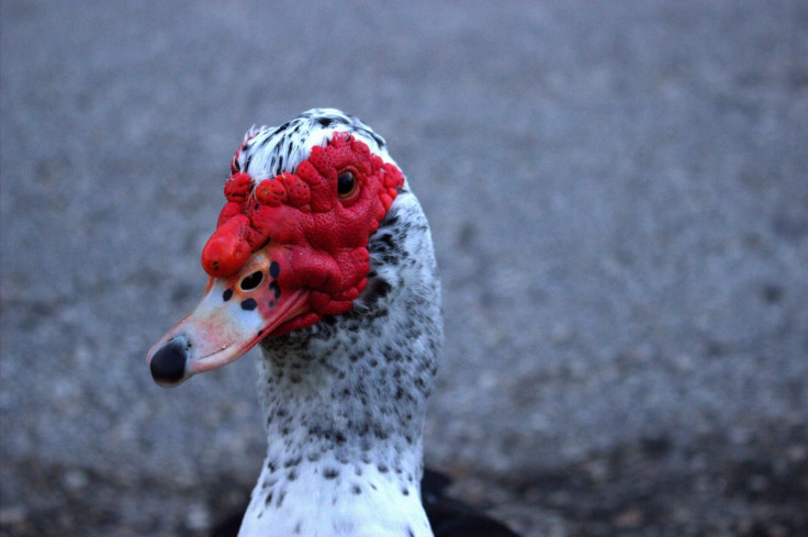 Muscovy duck