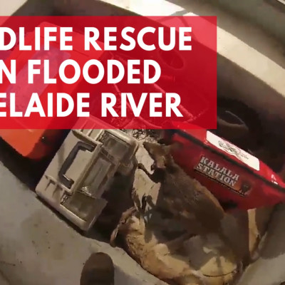 Men Rescue Wallabies And Pig During Fishing Trip On Flooded Adelaide River 