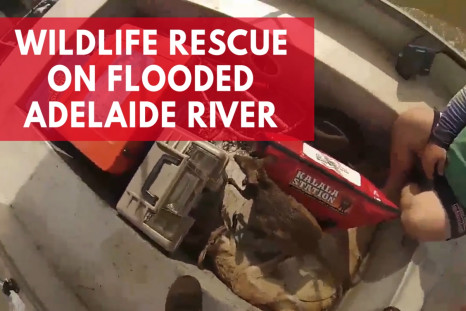 Men Rescue Wallabies And Pig During Fishing Trip On Flooded Adelaide River 