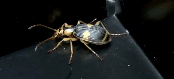 Bombardier beetle
