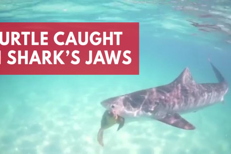 Tiger Shark Swims With Loggerhead Turtle Caught In Its Jaws