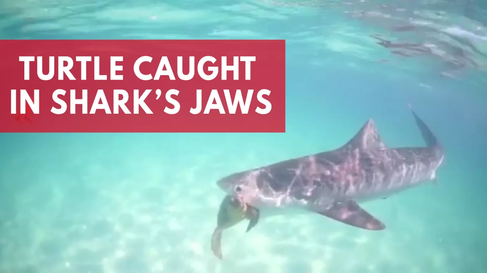 Conservationist films what it's like to be eaten by a shark - Vimarsana News