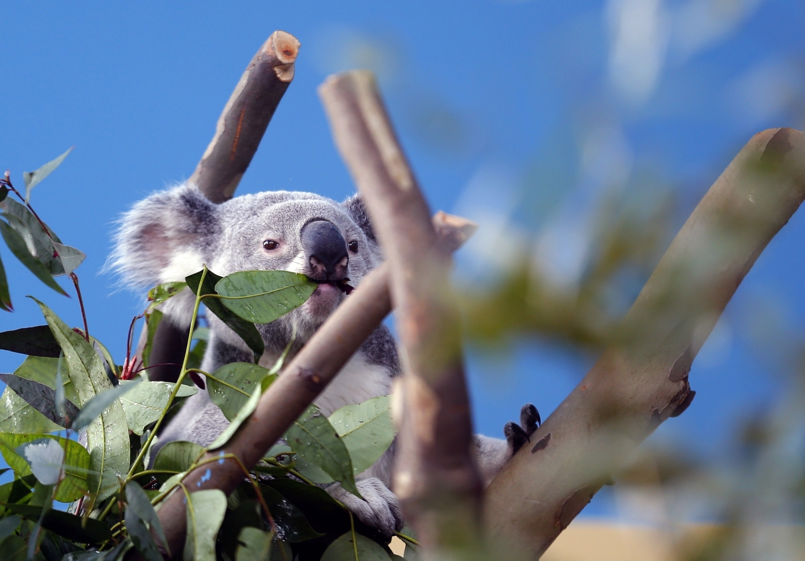 Watch adorable koala drinking water from bucket at a primary school park