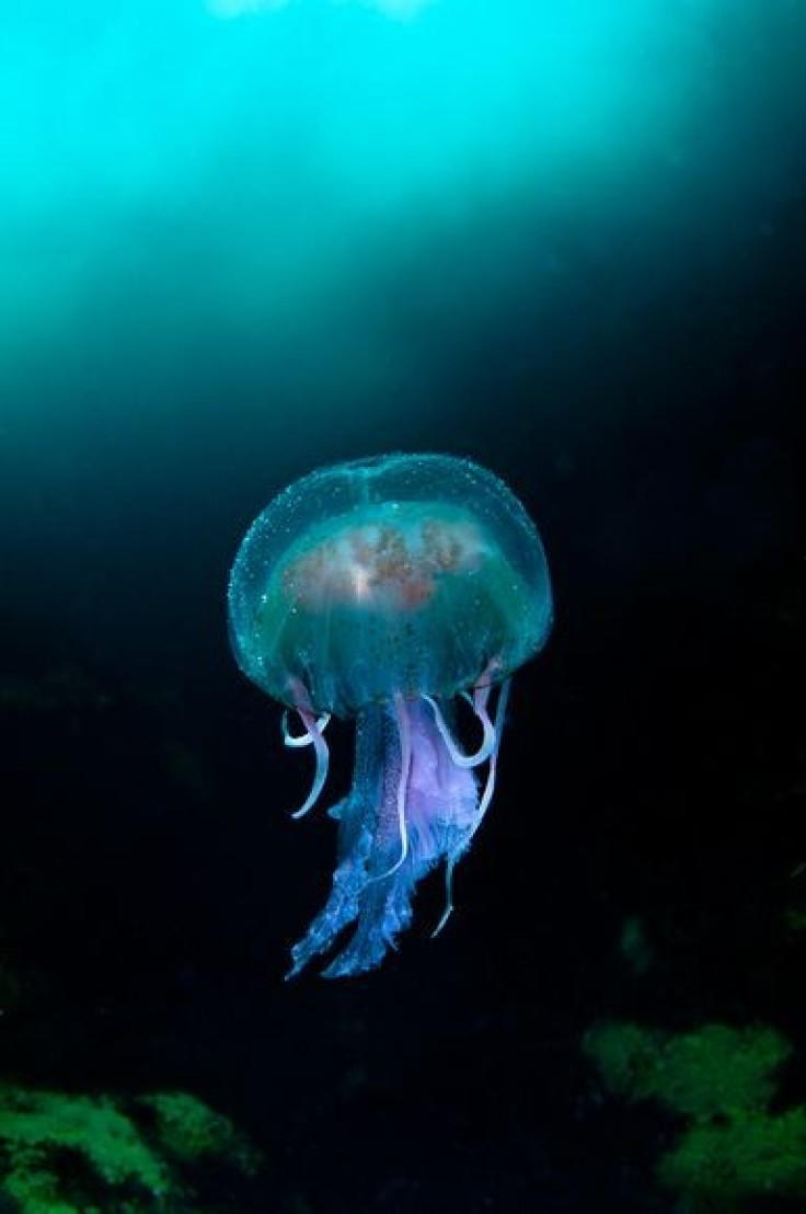 Jellyfish in the Blue Sea of Sula Sgeir