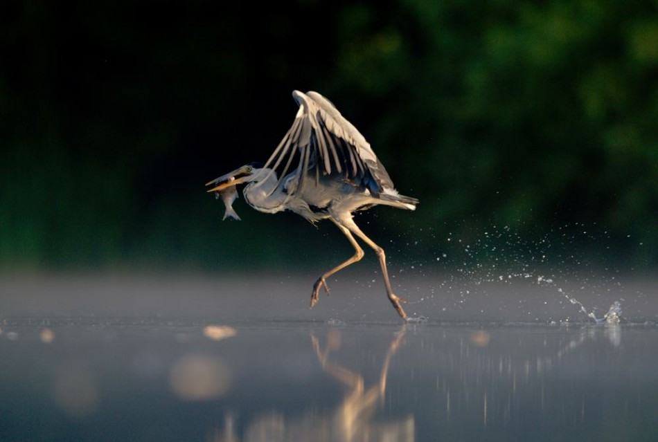 Grey Heron Walking on Water