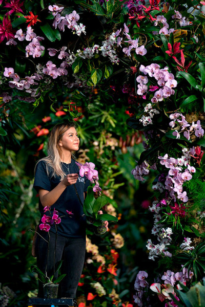 Kew Gardens Thai Orchid Festival 2018