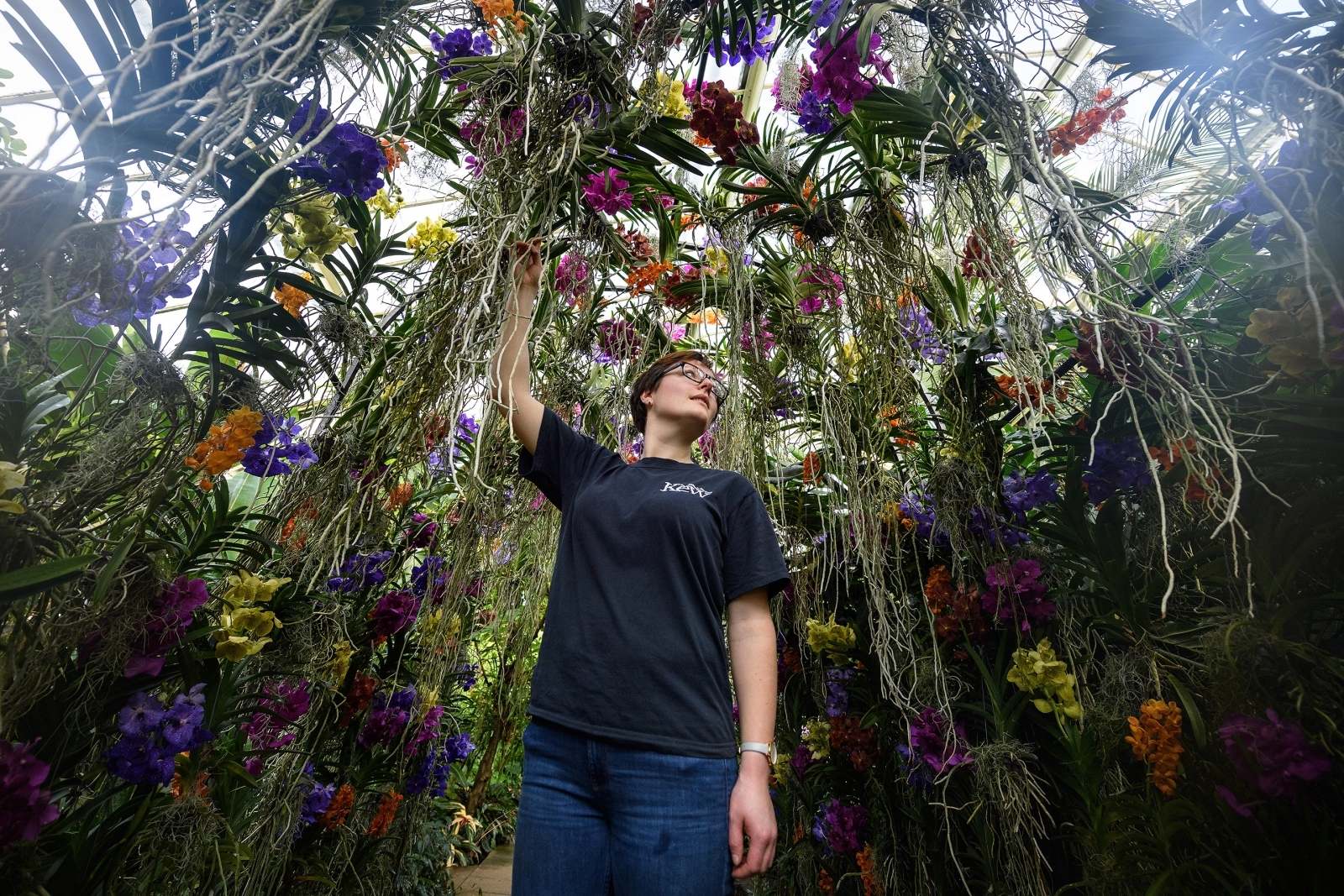 Kew Gardens Thai Orchid Festival 2018