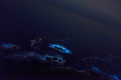 bioluminescent phytoplankton Big Sur California