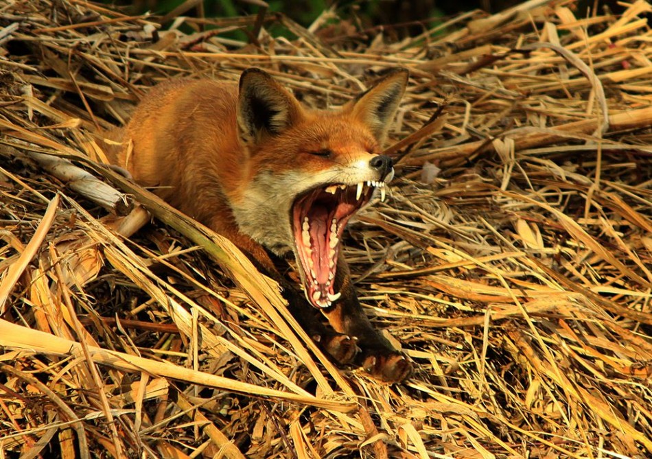 Red Fox Yawning After His Afternoon Nap