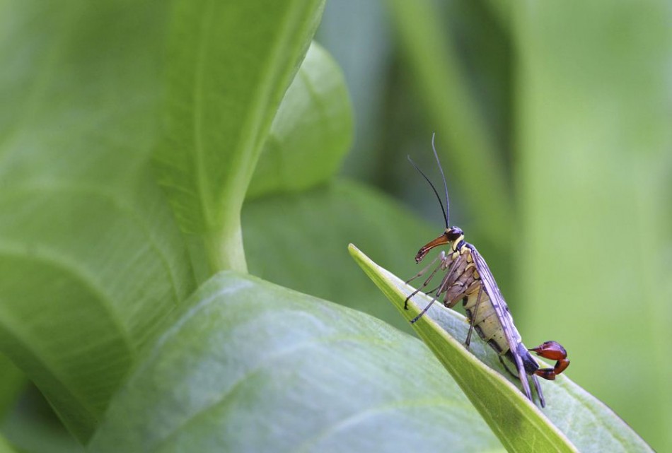 Scorpion Fly on a Leaf