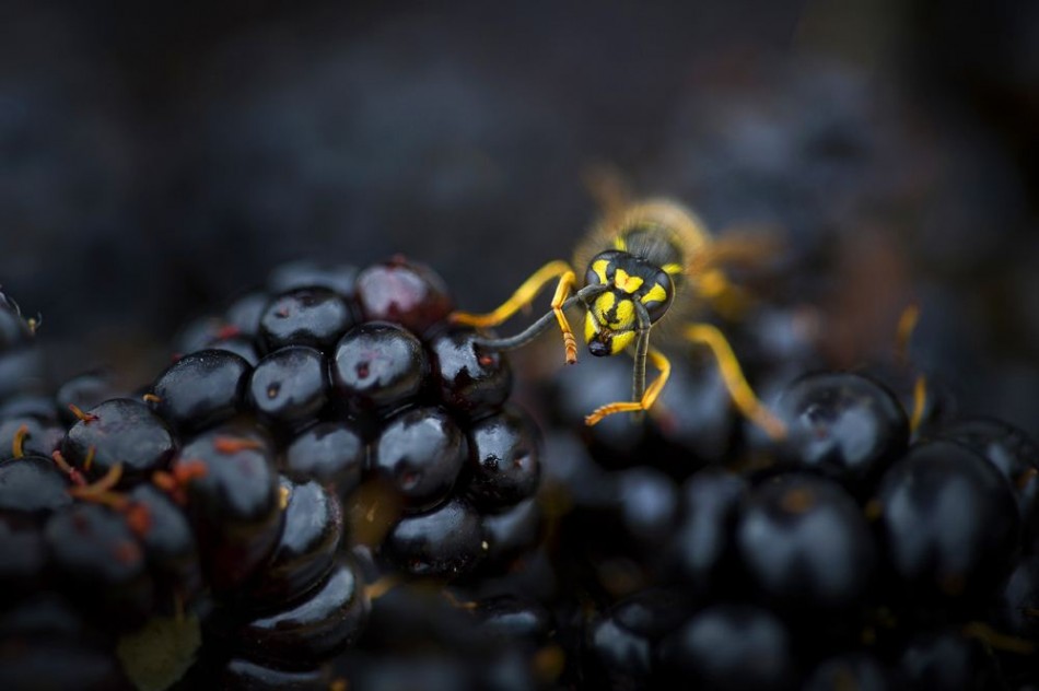 Busy Wasp on Blackberries