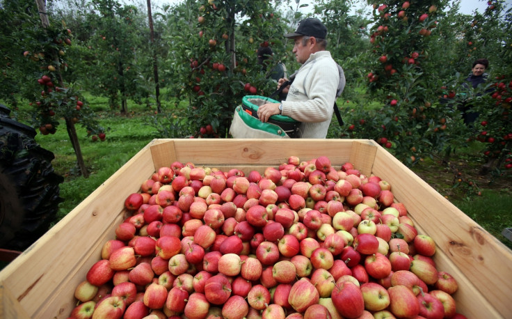 Apple gathering in Worcester, UK