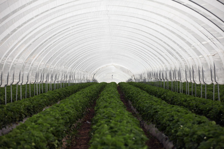 Strawberry farm in Shropshire, UK