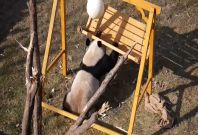 four-playful-panda-cubs-entertain-chinese-zoo-visitors four-playful-panda-cubs-entertain-chinese-zoo-visitors