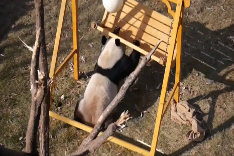 Four Playful Panda Cubs Entertain Chinese Zoo Visitors