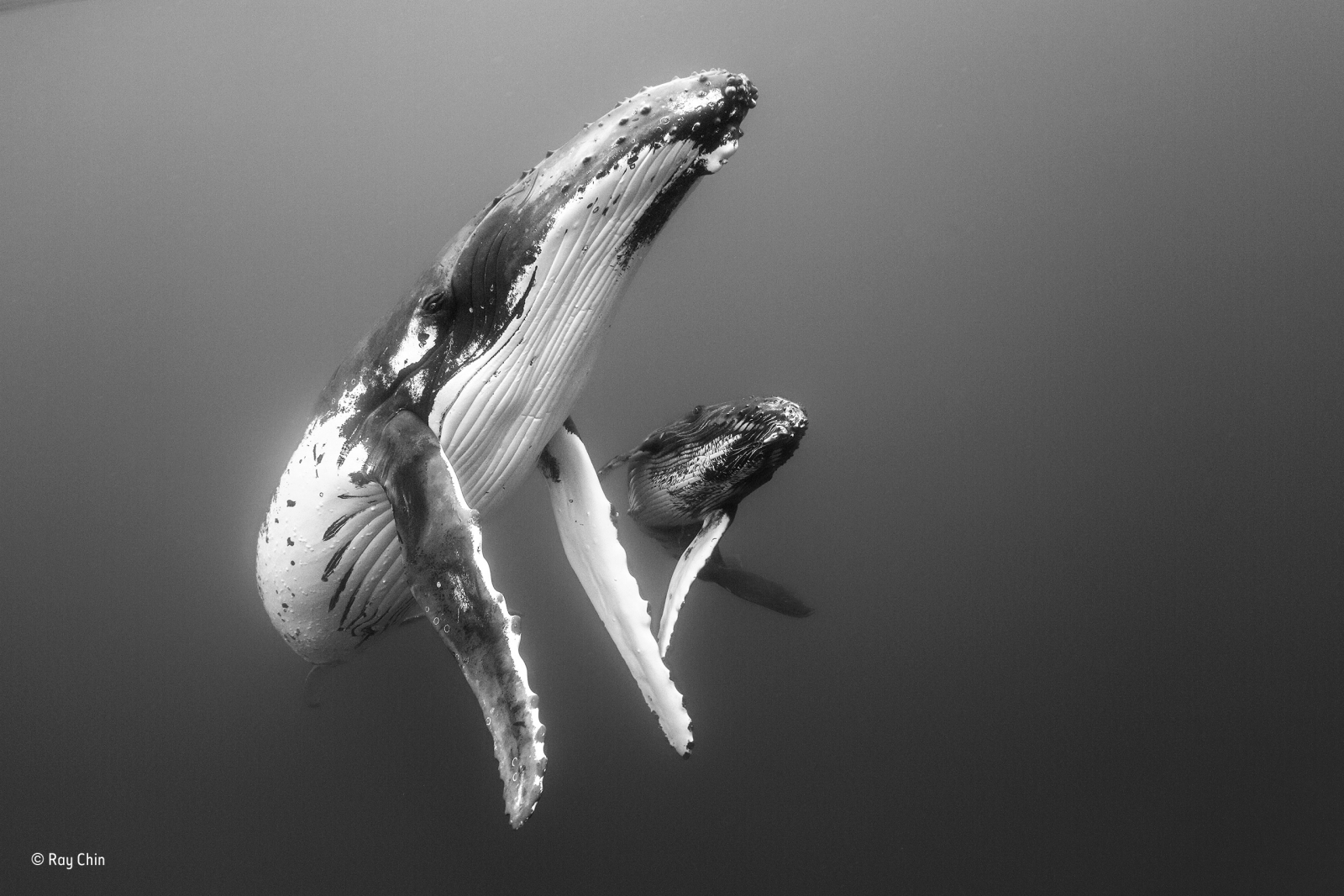 Wildlife Photographer of the Year People's Choice Award Wildlife Photographer of the Year People's Choice Award