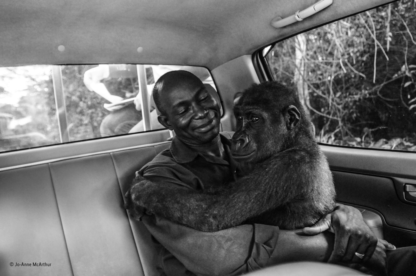 Lovely picture of rescued gorilla wins Wildlife Photographer of the
