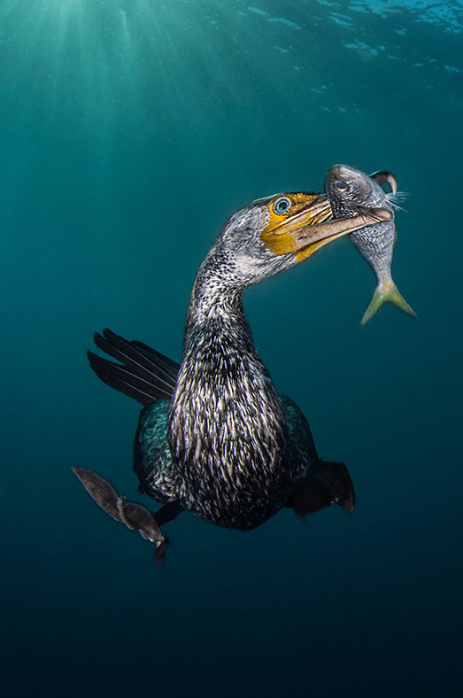 Underwater Photographer of the Year 2018