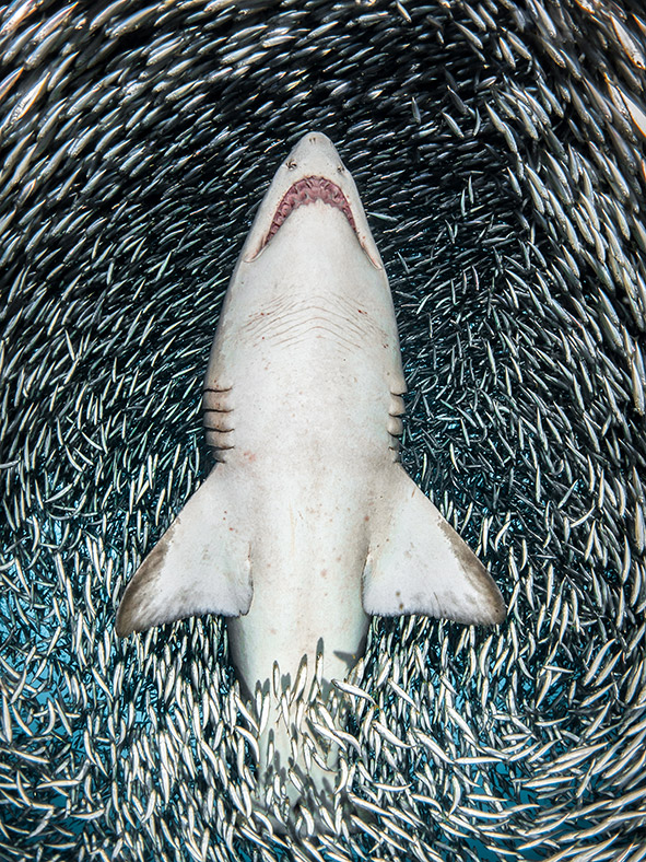 Underwater Photographer of the Year 2018